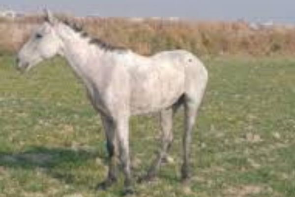 Alaşa