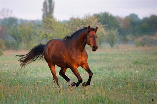 Baldır 1