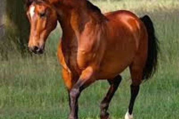 Doru