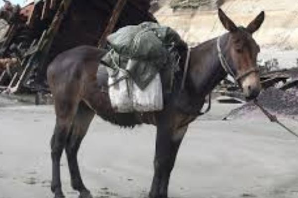 Katır