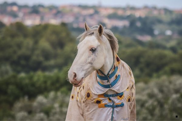Kolye