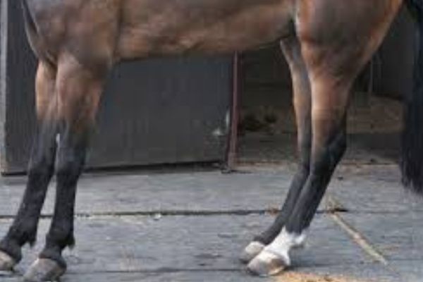 Laminitis