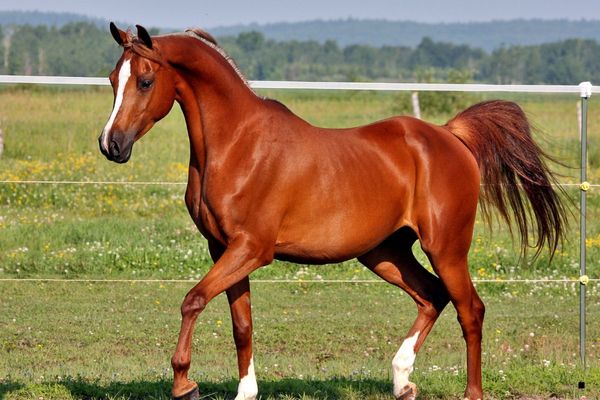 Nişane