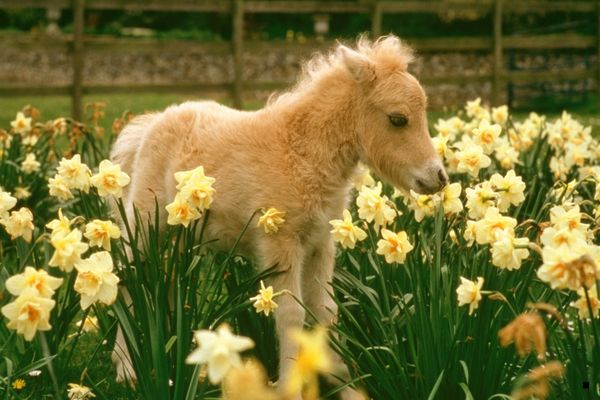 Poni