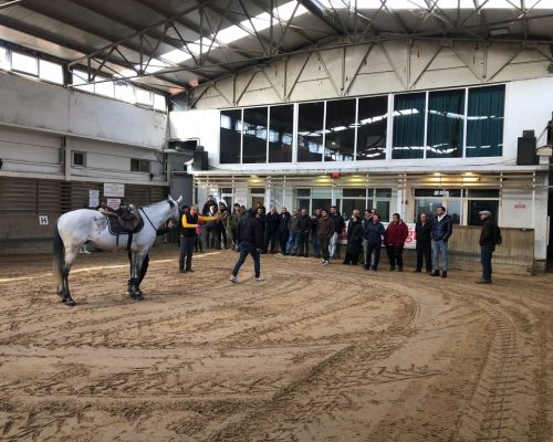 Groom Training Given at Istanbul Sipahi Ocağı Equestrian Club